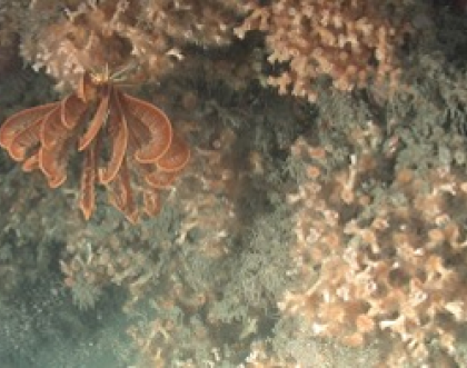 Cover image of Into the Deep